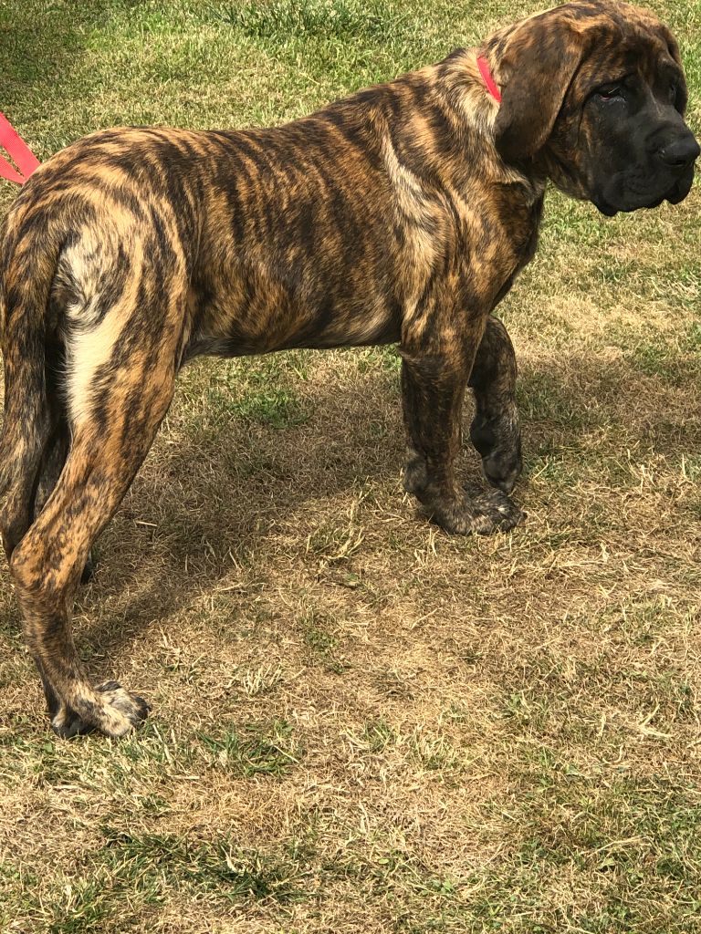 Chiot Mastiff des rivières pourpres